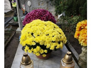 Kwiaty żywe, doniczka